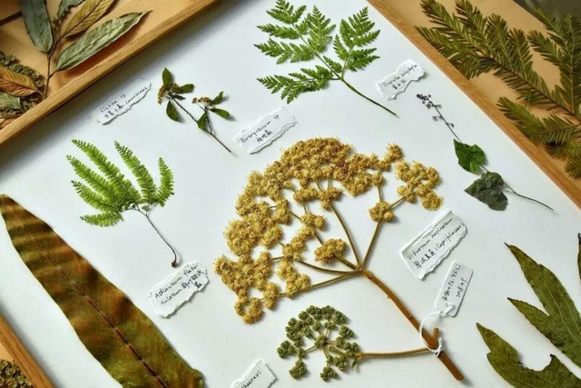 潮濕對動(dòng)植物標本的影響