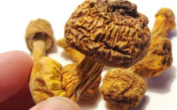 巴西菇、姬松茸烘干機-怎樣烘干色澤好且菇體褶片完整？