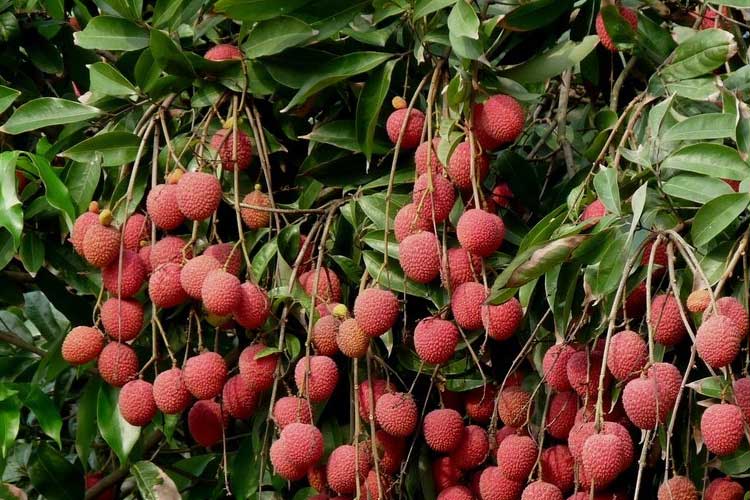 如何選擇荔枝烘干機改善荔枝干果？