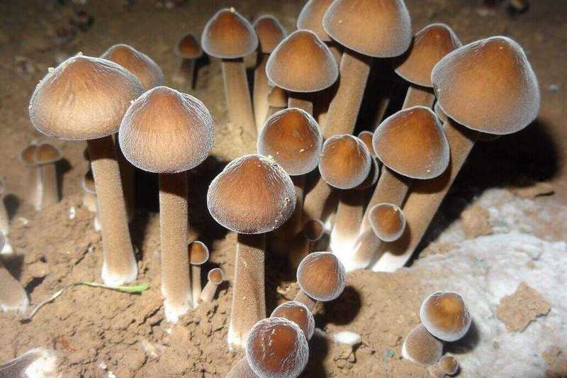 加濕器控濕讓食用菌健康成長(cháng)