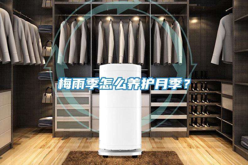 梅雨季怎么養護月季？