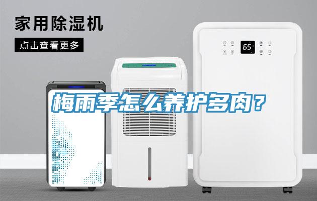 梅雨季怎么養護多肉？