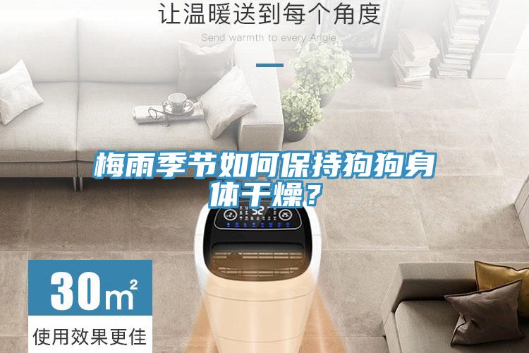 梅雨季節如何保持狗狗身體干燥？