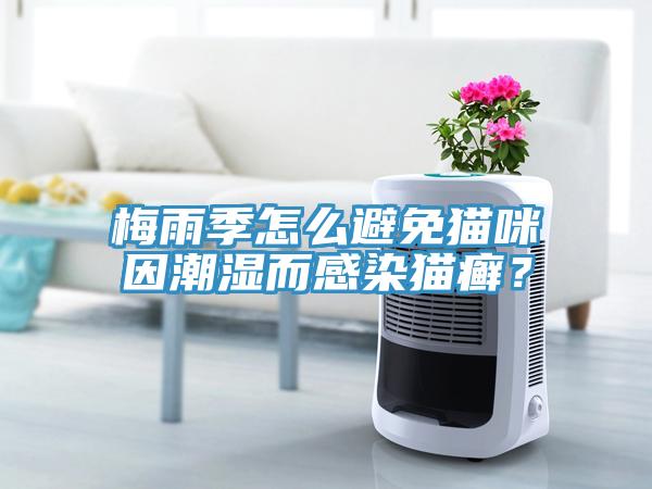 梅雨季怎么避免貓咪因潮濕而感染貓癬？