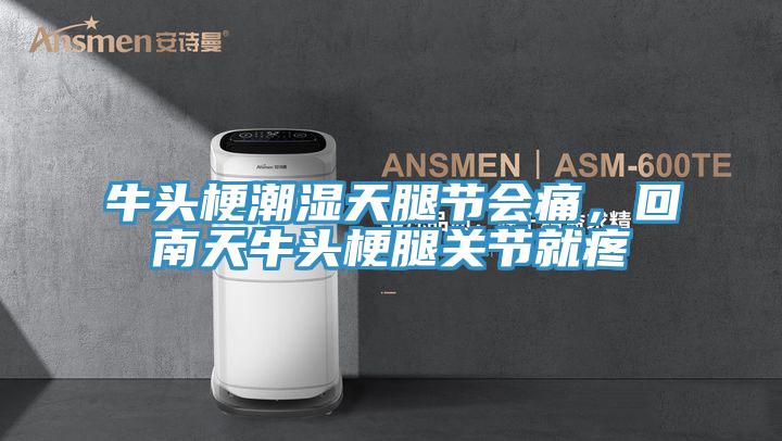 牛頭梗潮濕天腿節會(huì )痛，回南天牛頭梗腿關(guān)節就疼