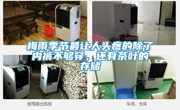 梅雨季節最讓人頭疼的除了內褲不夠穿，還有茶葉的存儲