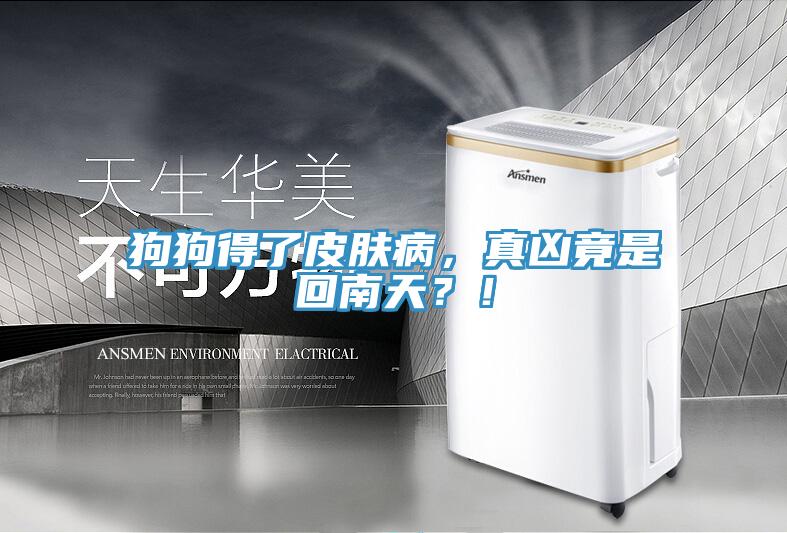 狗狗得了皮膚病，真兇竟是回南天？！
