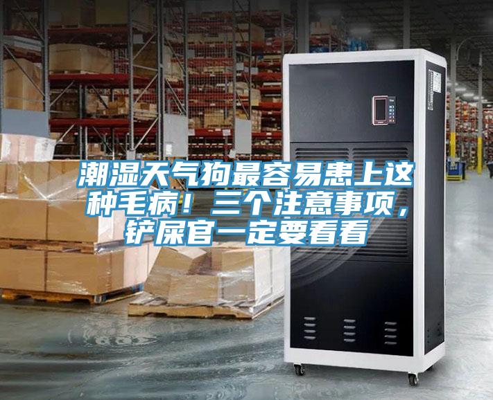 潮濕天氣狗最容易患上這種毛??！三個(gè)注意事項，鏟屎官一定要看看