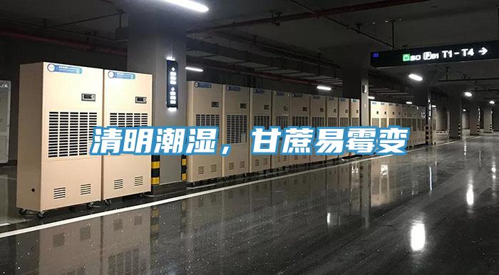 清明潮濕，甘蔗易霉變