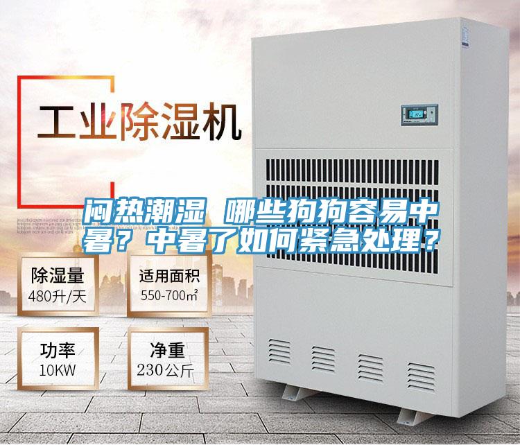 悶熱潮濕 哪些狗狗容易中暑？中暑了如何緊急處理？