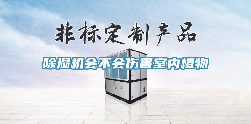 除濕機會(huì )不會(huì )傷害室內植物