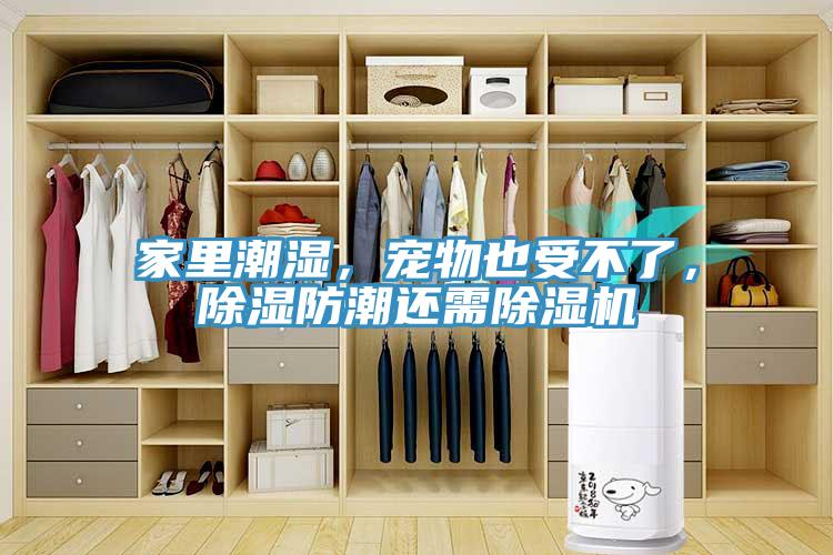 家里潮濕，寵物也受不了，除濕防潮還需除濕機