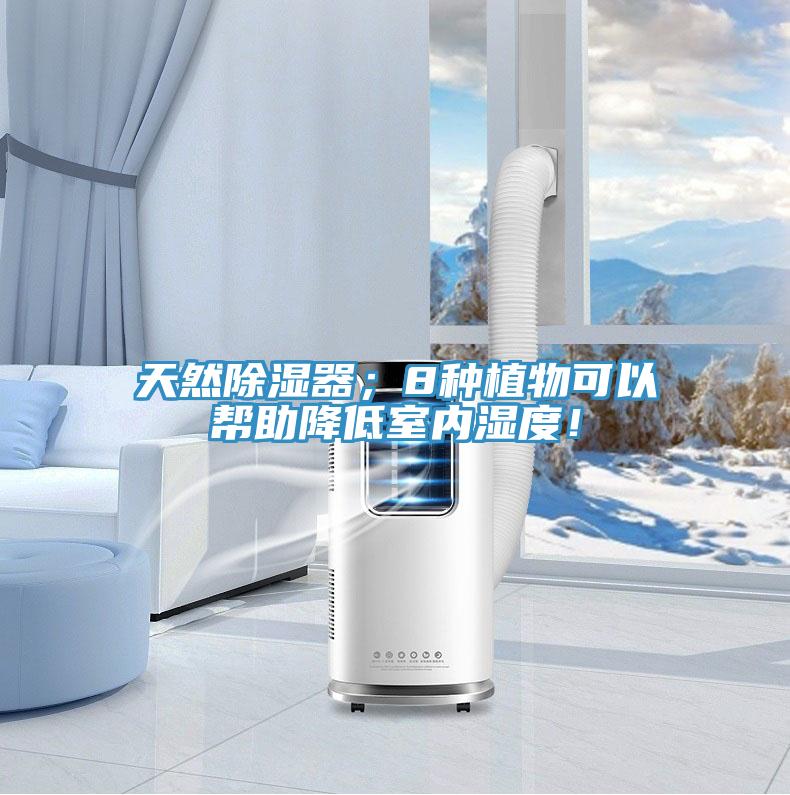天然除濕器；8種植物可以幫助降低室內濕度！