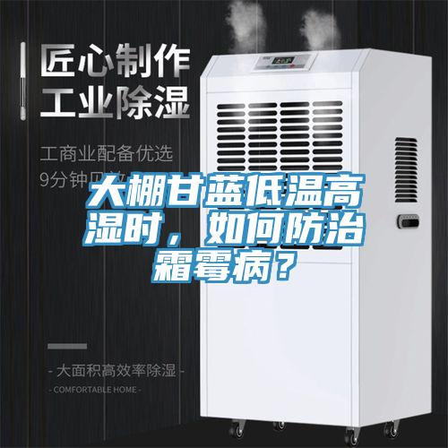 大棚甘藍低溫高濕時(shí)，如何防治霜霉??？