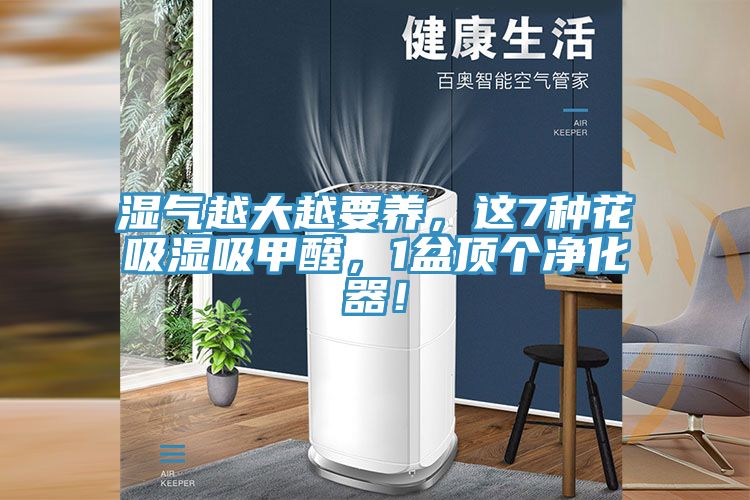 濕氣越大越要養，這7種花吸濕吸甲醛，1盆頂個(gè)凈化器！