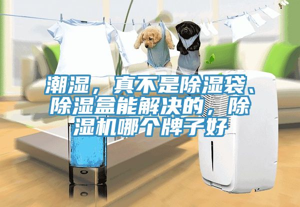 潮濕，真不是除濕袋、除濕盒能解決的，除濕機哪個(gè)牌子好