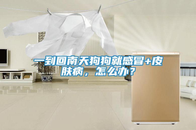 一到回南天狗狗就感冒+皮膚病，怎么辦？