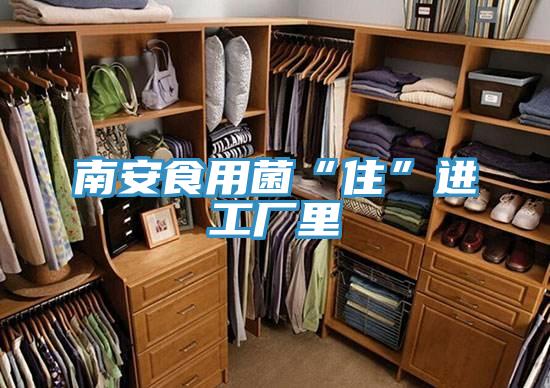 南安食用菌“住”進(jìn)工廠(chǎng)里