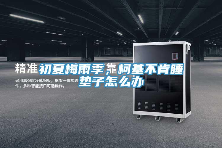 初夏梅雨季，柯基不肯睡墊子怎么辦